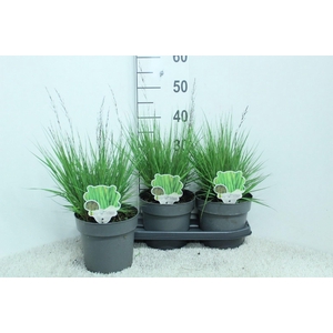 Molinia caerulea