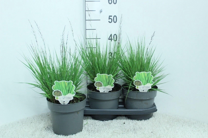 <h4>Molinia caerulea</h4>