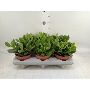 Crassula ovata 'Sunset'