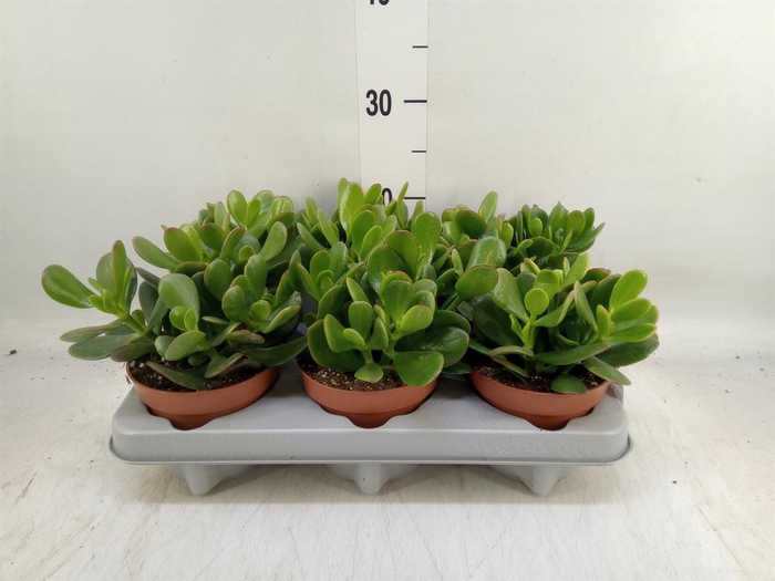 <h4>Crassula ovata 'Sunset'</h4>