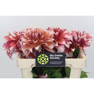 Dahlia Frost Nip