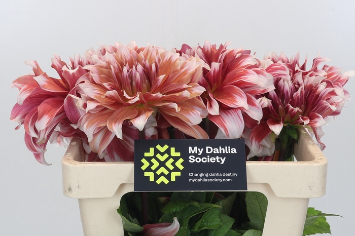 <h4>Dahlia Frost Nip</h4>
