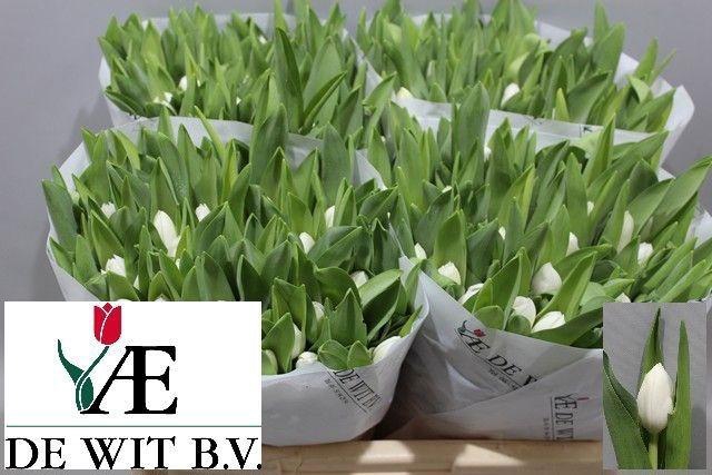 <h4>TU EN ROYAL VIRGIN</h4>