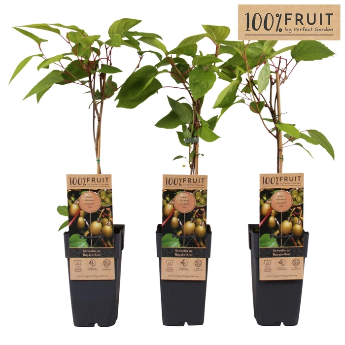 <h4>Actinidia arguta</h4>
