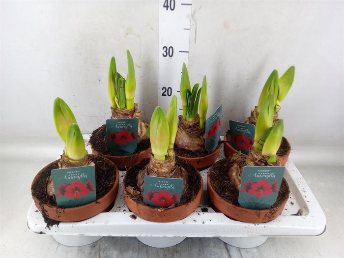 <h4>Hippeastrum   ...</h4>