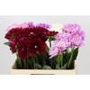 Dahlia Gemengd in fust