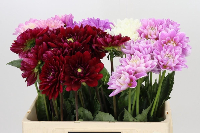 Dahlia Gemengd in fust