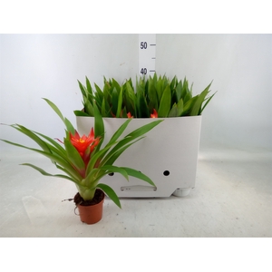 Guzmania  'Glow'