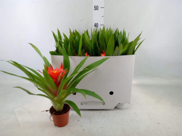 <h4>Guzmania  'Glow'</h4>