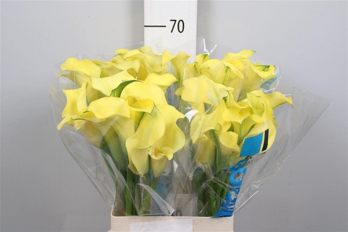 <h4>Zant Alice Springs</h4>