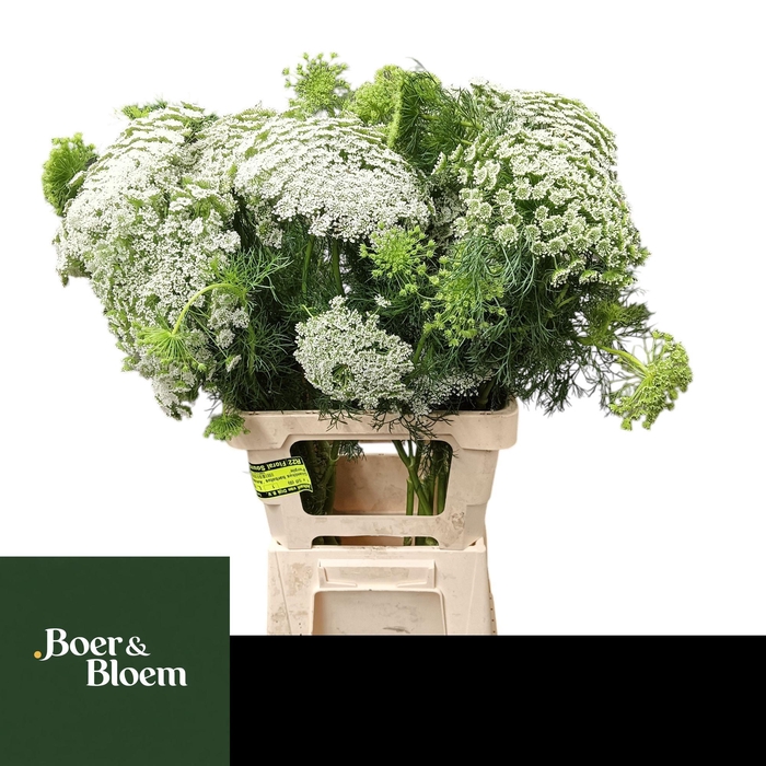<h4>AMMI VISNAGA</h4>