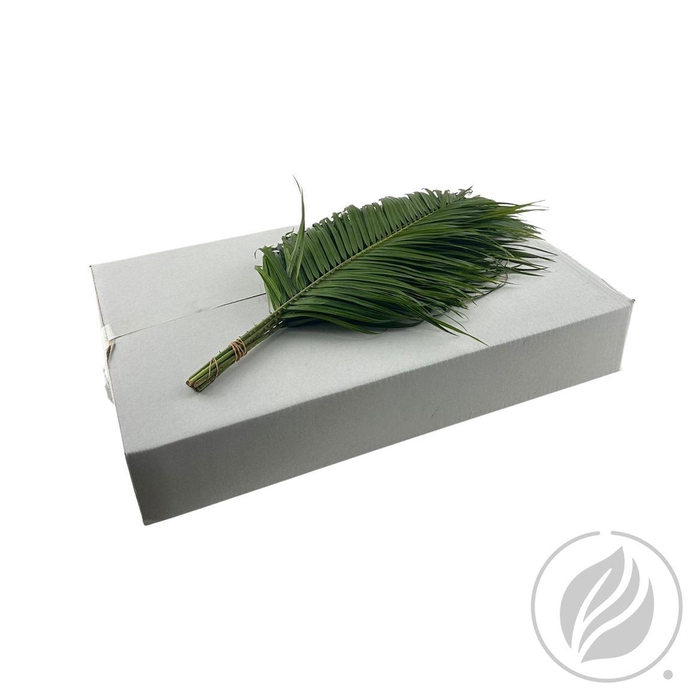 <h4>Phoenix Roebelini 60cm White</h4>