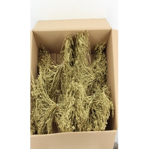 DF Gonio Tataricum Bs Gold 30cm