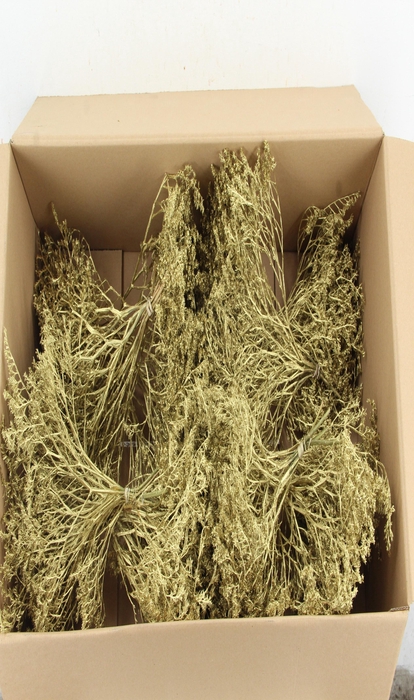 <h4>DF Gonio Tataricum Bs Gold 30cm</h4>