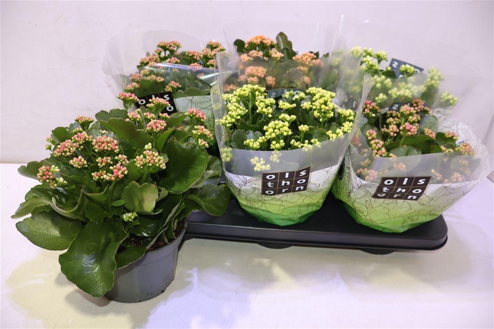 <h4>Kal Ge Gem 5 Kl</h4>