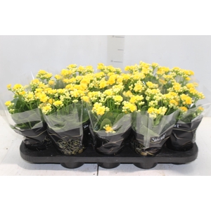 KALANCHOE DOBRADO P11 AMARELO