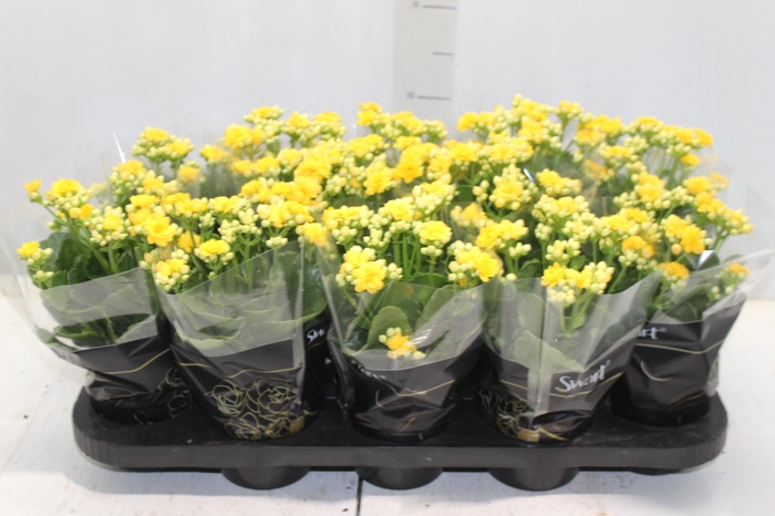 <h4>KALANCHOE DOBRADO P11 AMARELO</h4>