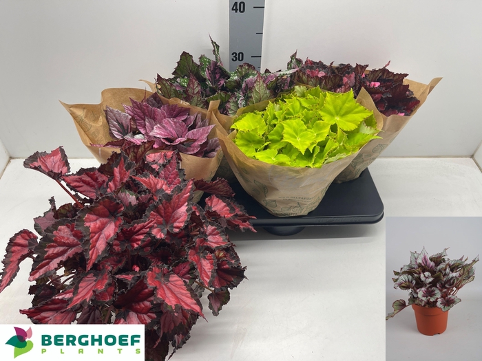 <h4>BEG BEL GEM</h4>