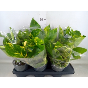 Epipremnum pinn. 'Aureum'