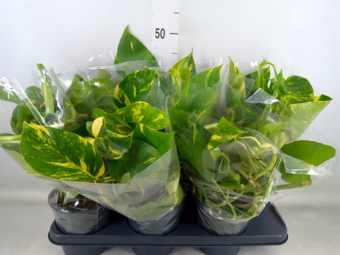 <h4>Epipremnum pinn. 'Aureum'</h4>