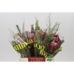 PROTEA PER BOS