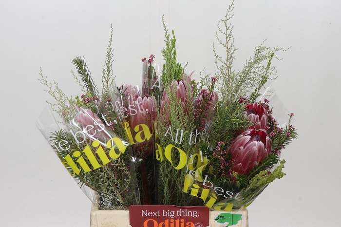 <h4>PROTEA PER BOS</h4>