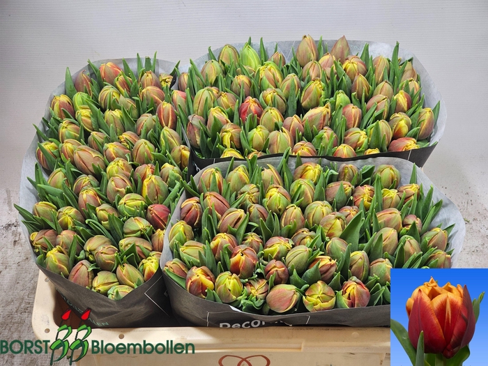 <h4>TU DU CONGO</h4>