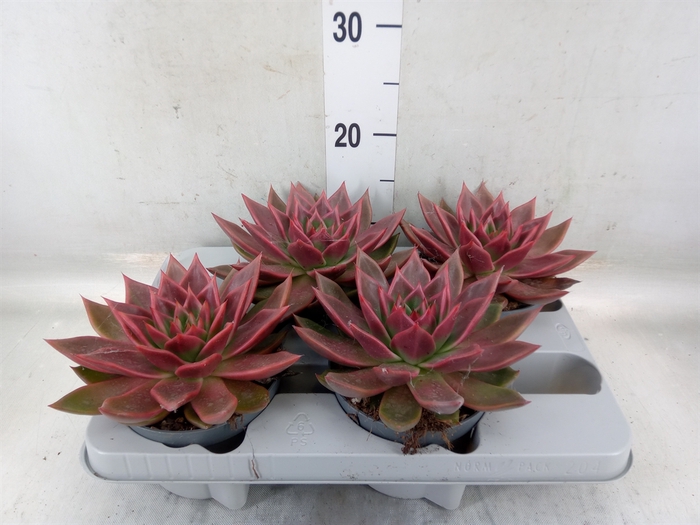 <h4>Echeveria   ...</h4>