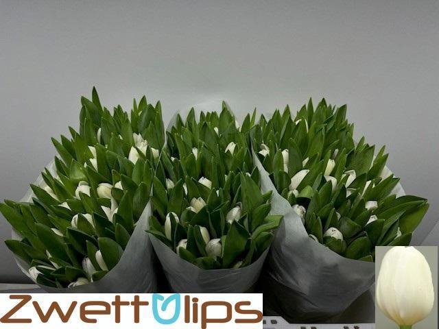 <h4>TU EN ROYAL VIRGIN</h4>