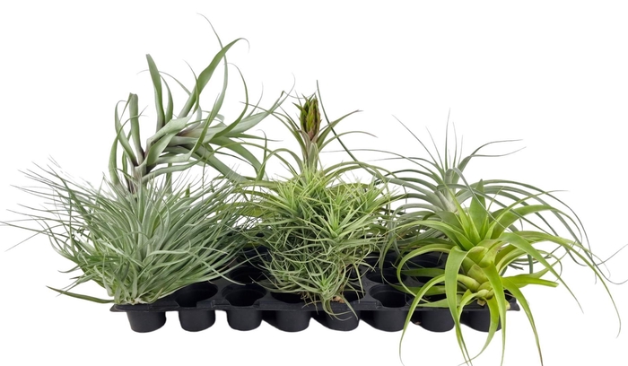 <h4>Tillandsia exclusif mix XXL x6</h4>