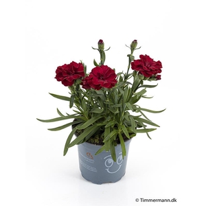 DIANTHUS CARYOPHYLLUS P11 DARK RED