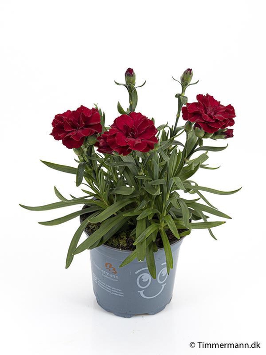<h4>DIANTHUS CARYOPHYLLUS P11 DARK RED</h4>