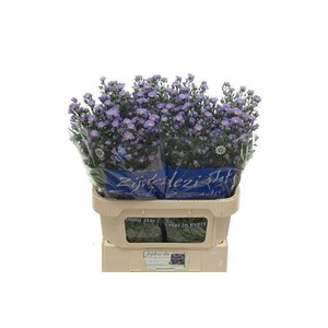 ASTER CASSANDRA