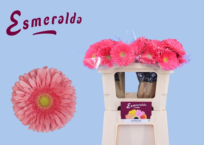 <h4>GE GR ENRIQUE</h4>