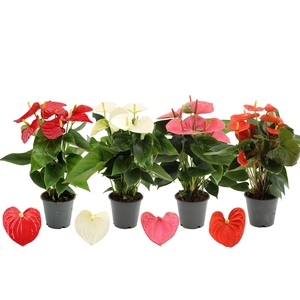 Anthurium 12 cm 4 color mix in transparant sleeve