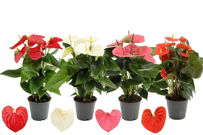 <h4>Anthurium 4 color mix in Transparant sleeve</h4>