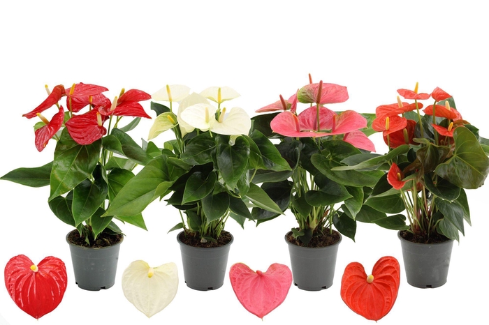 <h4>Anthurium 12 cm 4 color mix in transparant sleeve</h4>