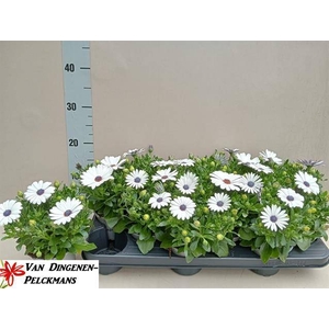 OSTEO FP WHITE