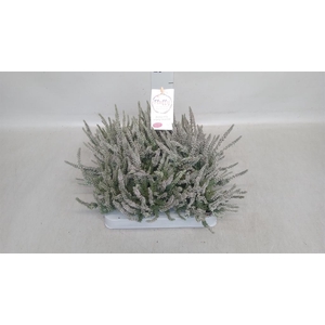 Calluna vulg. 'Garden G Fluffy'