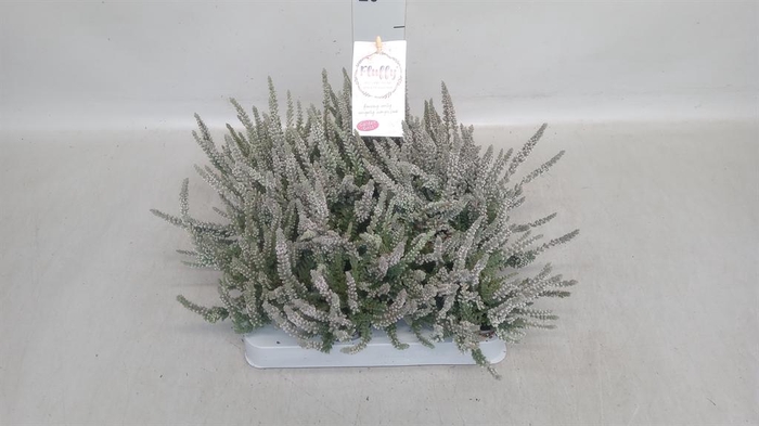 <h4>Calluna vulg. 'Garden G Fluffy'</h4>