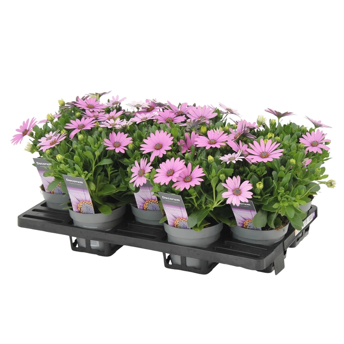 <h4>Osteospermum Cape Daisy Antique Rose Decorum</h4>