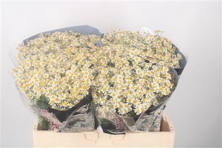 <h4>Tanacetum Single Vegmo</h4>