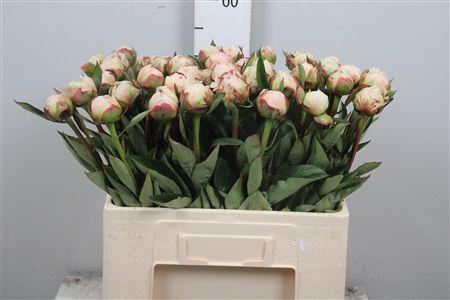 <h4>Paeo Flor Nicholls</h4>