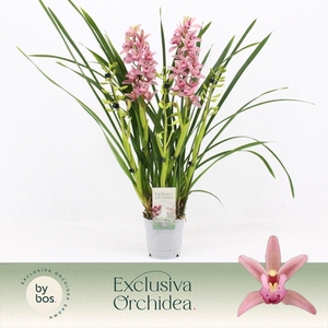 Cymbidium, Pinky 5-spike 'Exclusiva Orchidea'