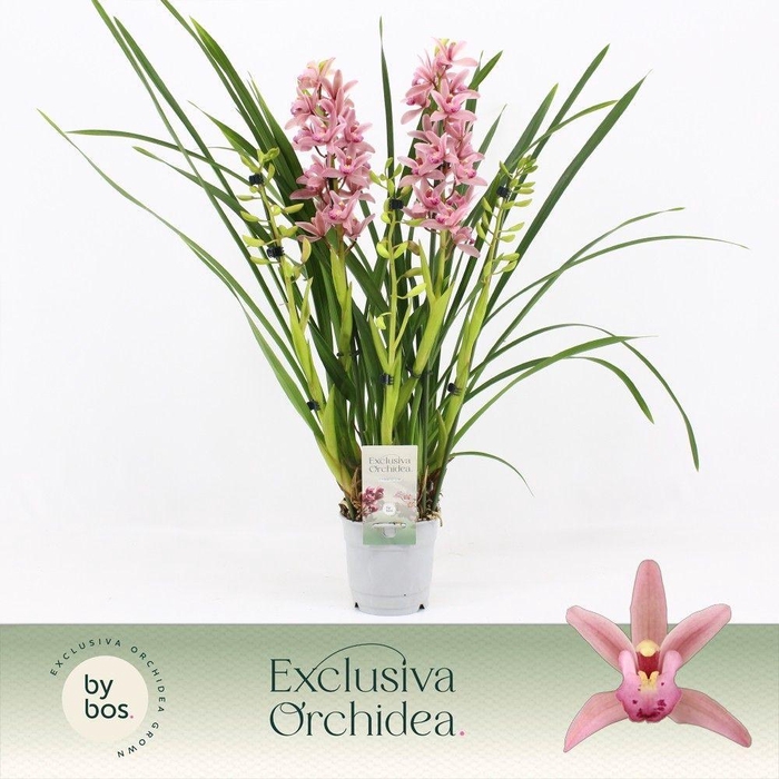 <h4>Cymbidium, Pinky 5-spike 'Exclusiva Orchidea'</h4>
