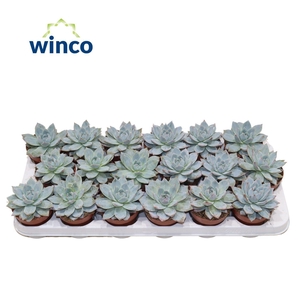 Echeveria Blue bird