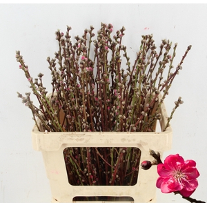 PERZIKBLOESEM DOUBLE PINK PER BUNCH 060CM