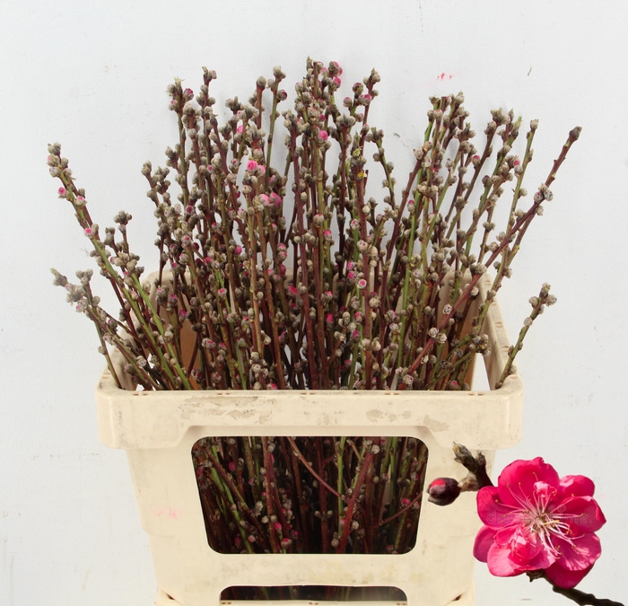 <h4>PERZIKBLOESEM DOUBLE PINK PER BUNCH 060CM</h4>