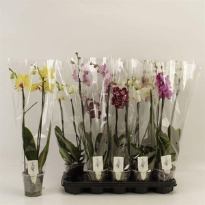 PHAL GEM