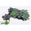 Brassica (sierkool)